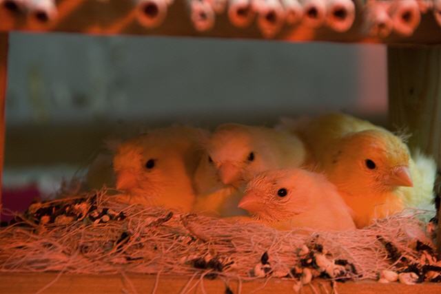 Kanarien aus unserer Kanarienwelt:Auch ohne Blitz h&uuml;bsch
