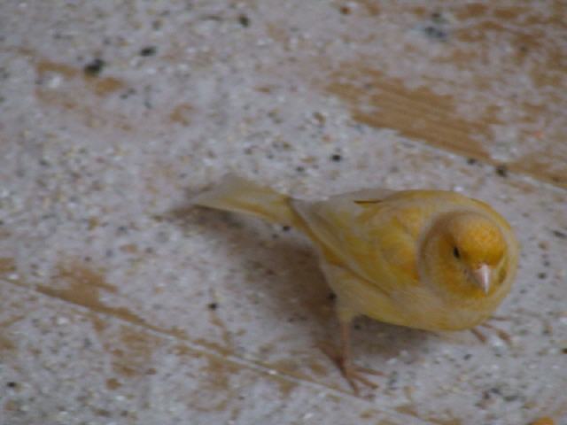 Kanarien aus unserer Kanarienwelt: