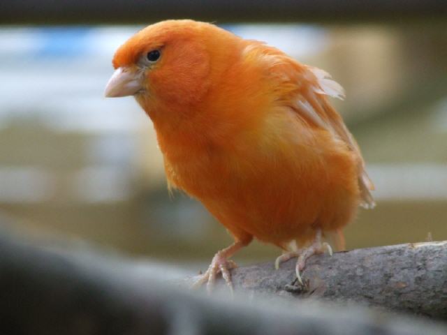 Kanarien aus unserer Kanarienwelt:M&ouml;hrchen, passt doch oder?