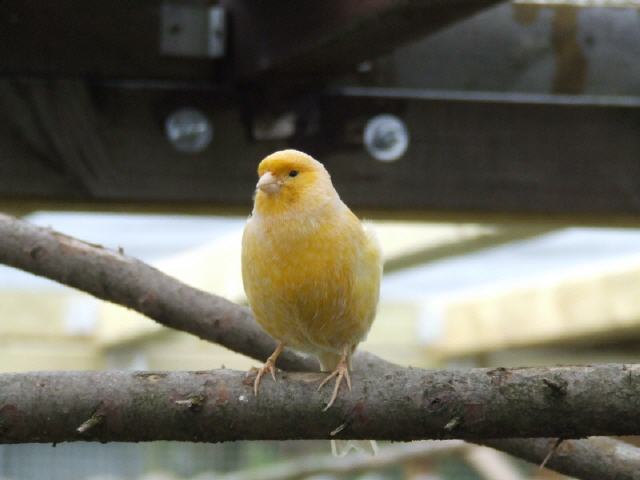 Kanarien aus unserer Kanarienwelt: