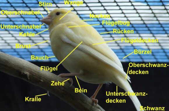 Kanarien aus unserer Kanarienwelt:Die wichtigsten K&ouml;rperteile des Kanarienvogels