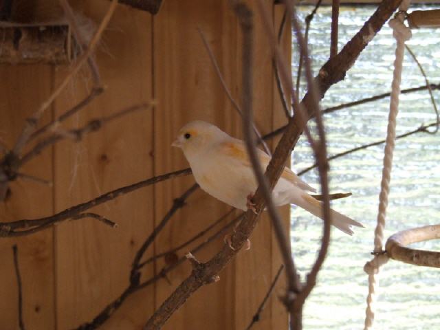 Kanarien aus unserer Kanarienwelt:
