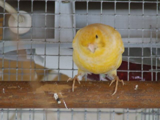 Kanarien aus unserer Kanarienwelt: