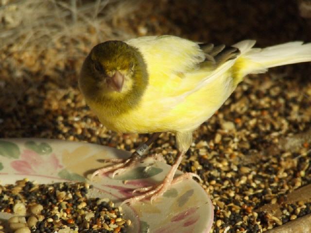 Kanarien aus unserer Kanarienwelt:Lecker!