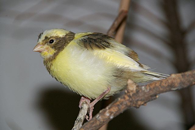 Kanarien aus unserer Kanarienwelt:Kanarienbaby 1, ...auch von der Seite