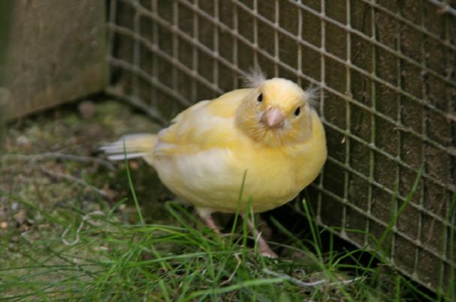 Kanarien aus unserer Kanarienwelt:Is was?