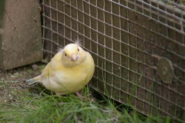 Kanarien aus unserer Kanarienwelt:Bin ich s&uuml;&szlig;?