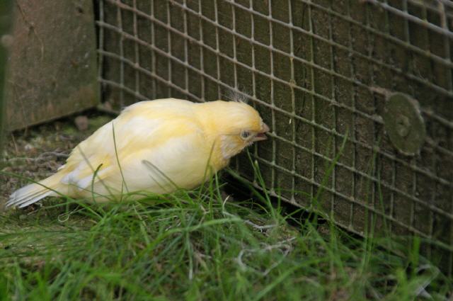 Kanarien aus unserer Kanarienwelt:Der erste Ausbruchversuch