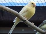 Der Kanarienvogel