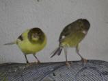 Verschiedene Farbvarianten