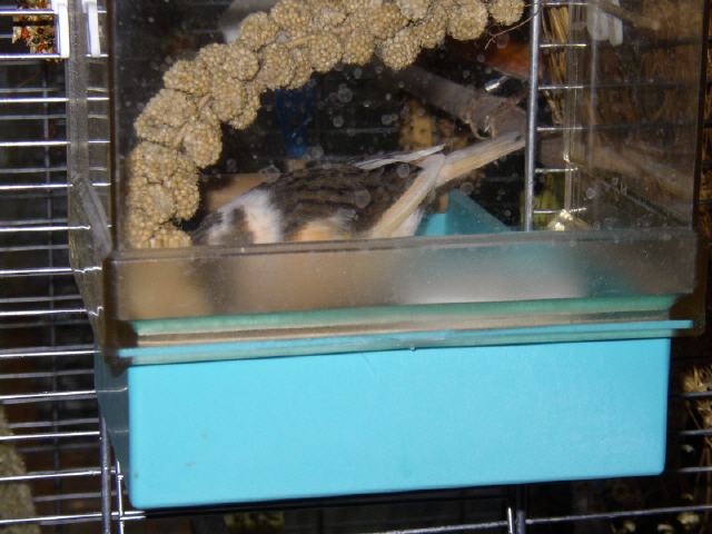 Kanarien aus unserer Kanarienwelt: