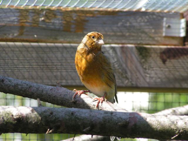 Kanarien aus unserer Kanarienwelt: