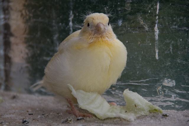 Kanarien aus unserer Kanarienwelt:Mhm, Lecker Salat