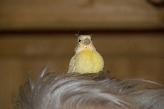 Kanarien aus unserer Kanarienwelt:Neues Nest gefunden