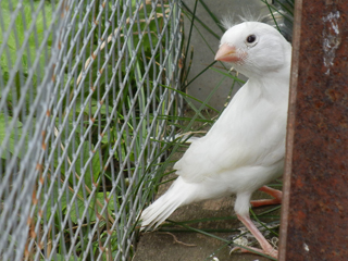 Kanarienvogel
