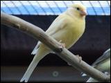 Kanarienvogel