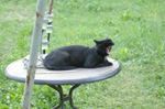 Katze